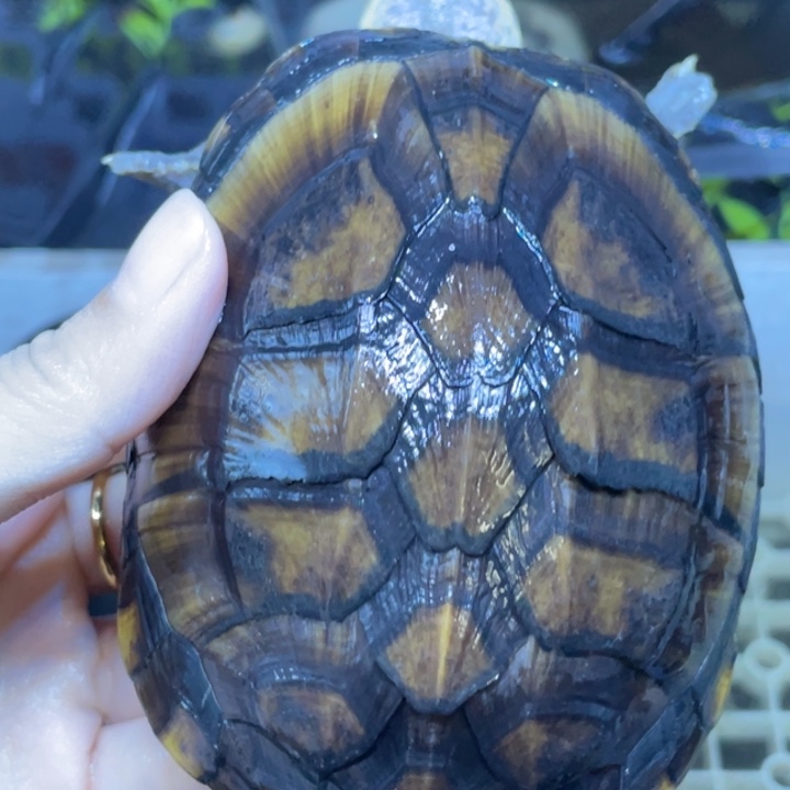 蛋龟母红面红面红面红面