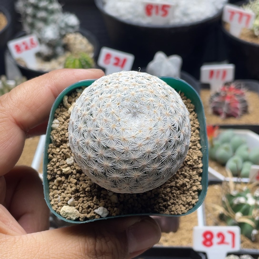 日系紫花大玉白鸟仙人球 带盆土发货
