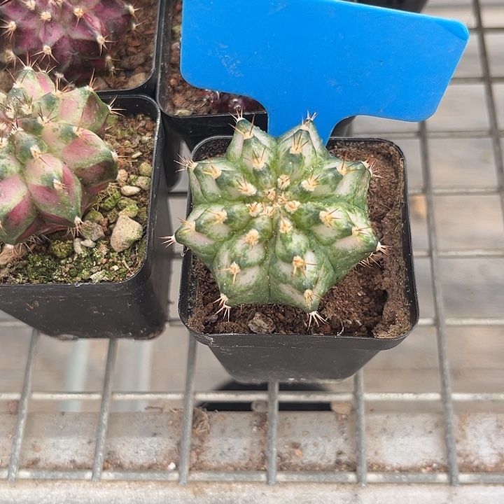 用***5我也不知道我为什么要