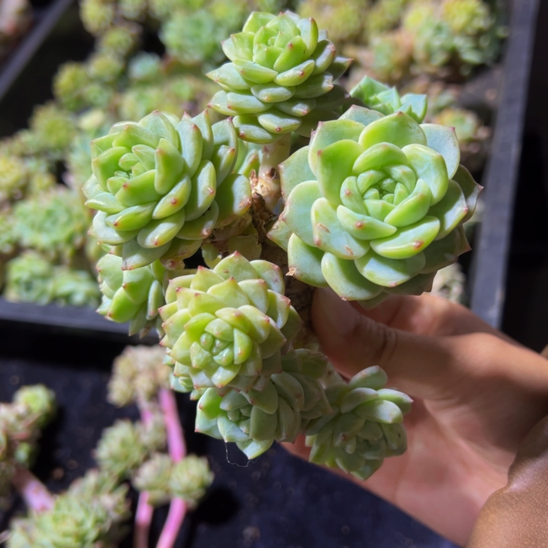 旺***6珍妮朵朵天天开心