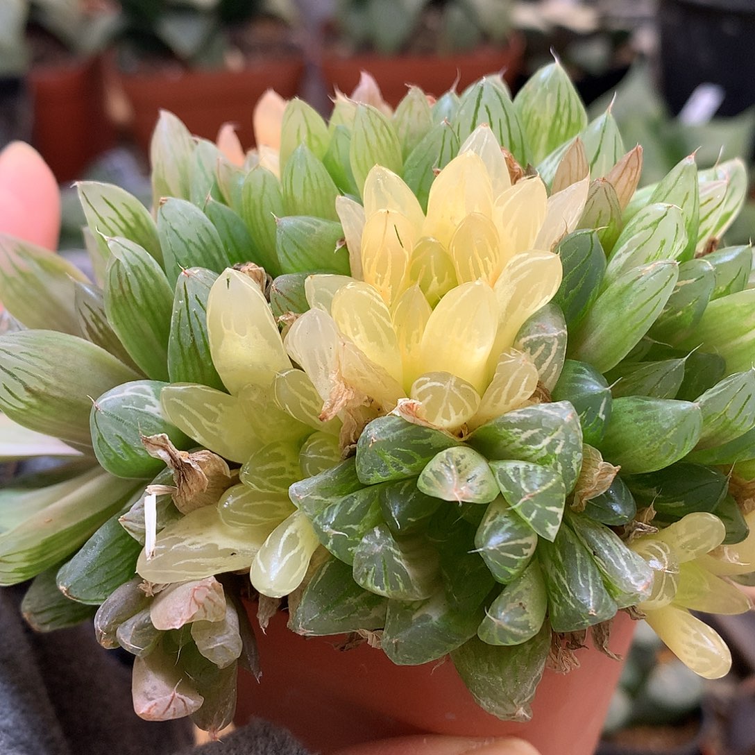 花火玉露锦带盆土发货lll