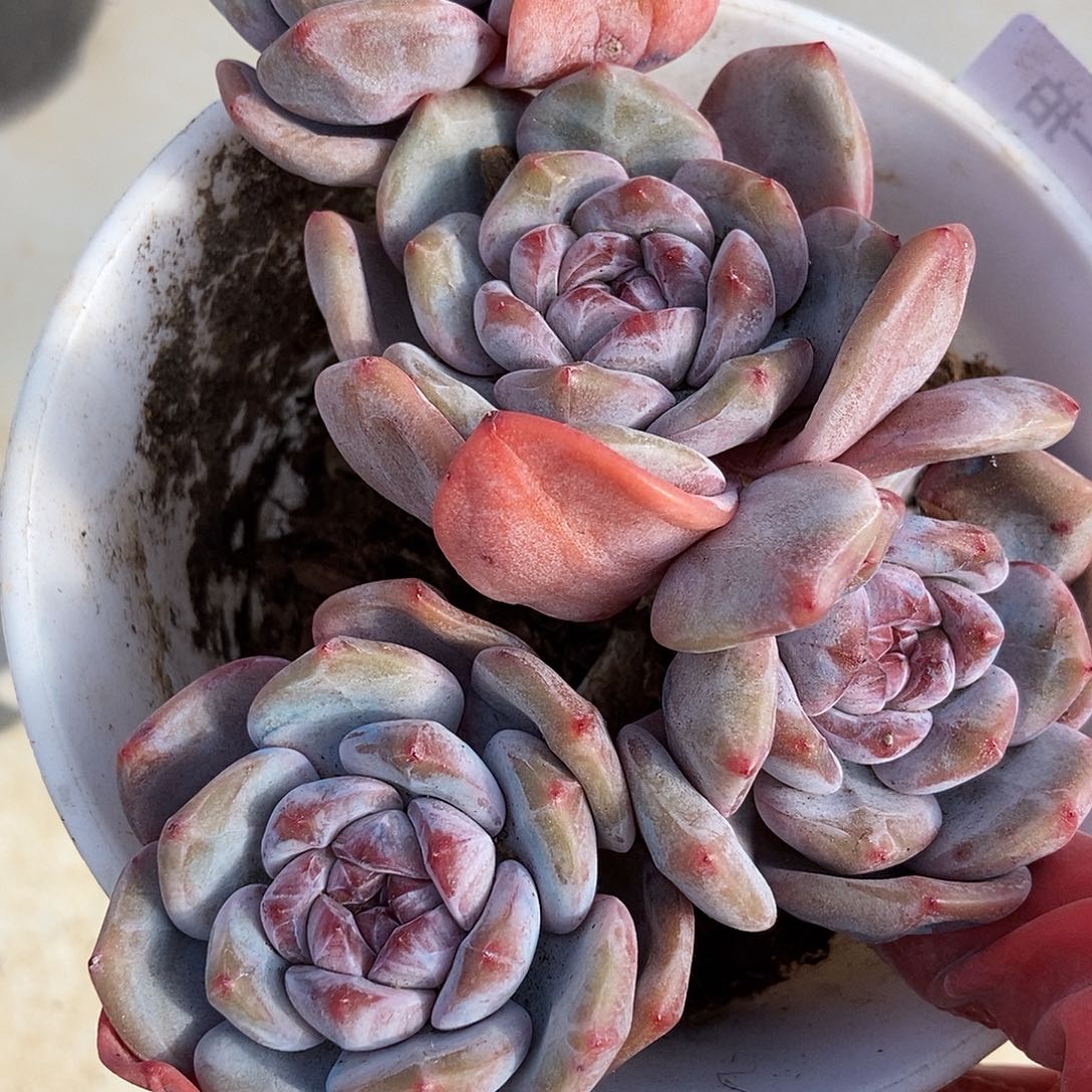 72 号一物一拍不退不换