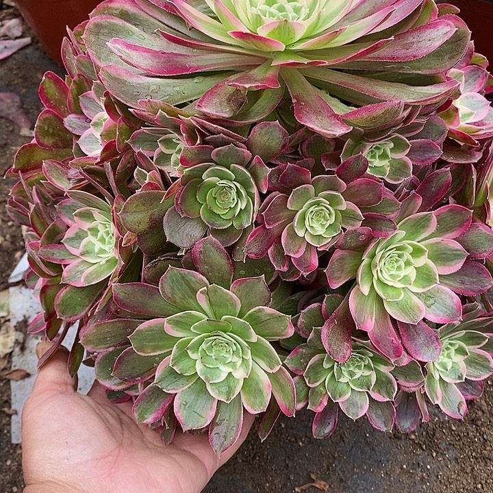 多肉植物孔雀玲939多肉