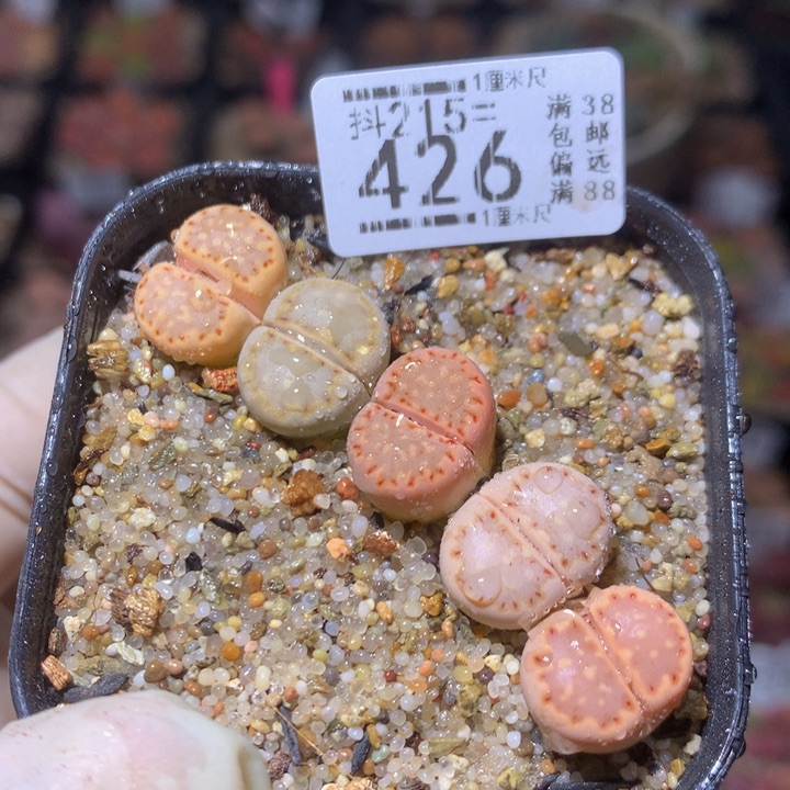 精品生石花215.426