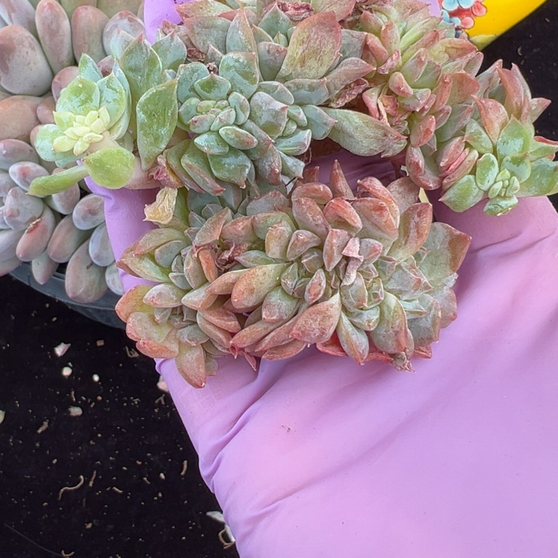 新年快乐 新年快乐 新年快乐