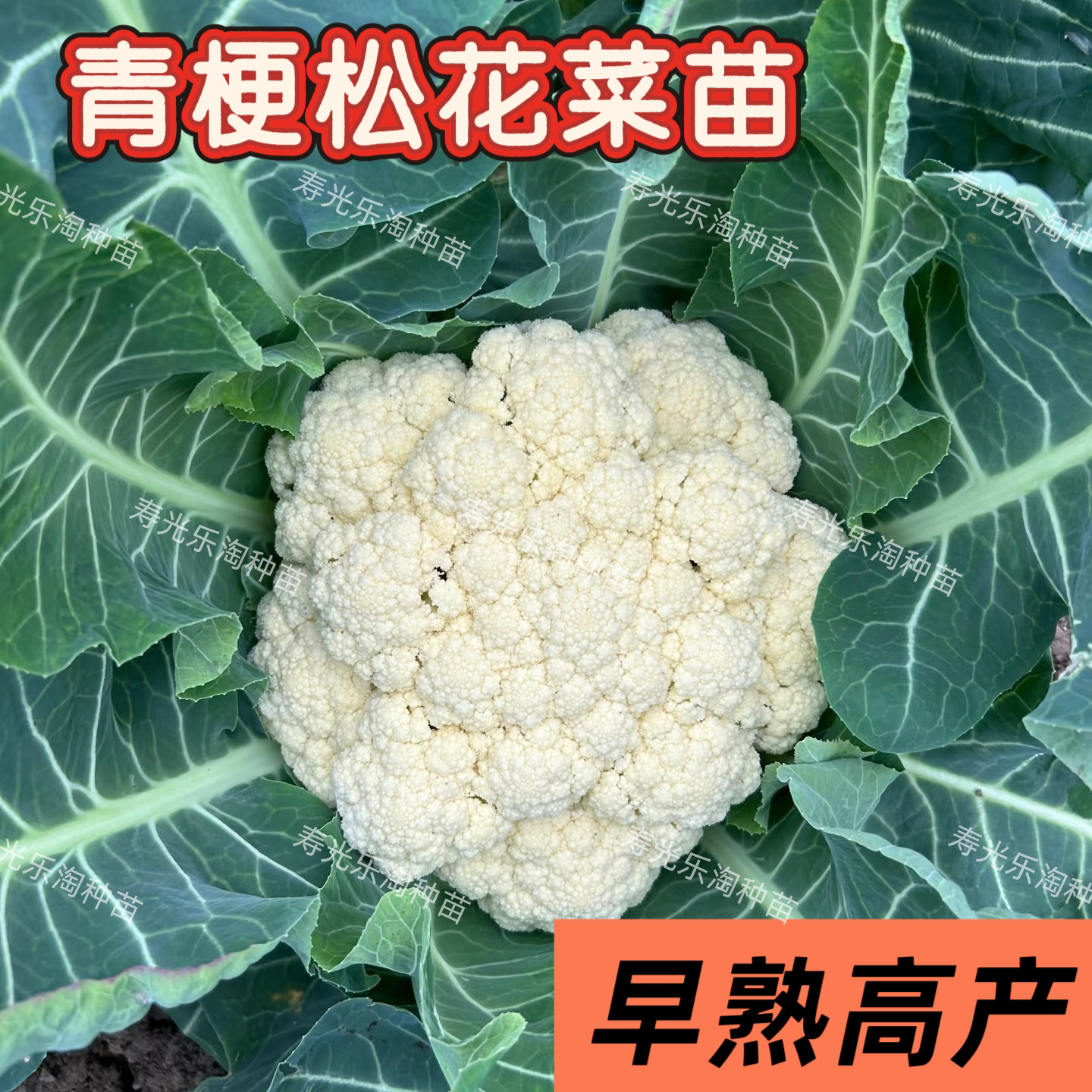 松花菜苗子青梗花菜菜花春季秧苗孑秧四季蔬菜苗籽有机花菜苗