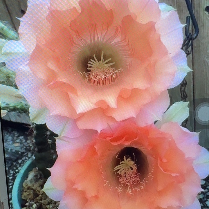 睡美人侧芽4公分彩草