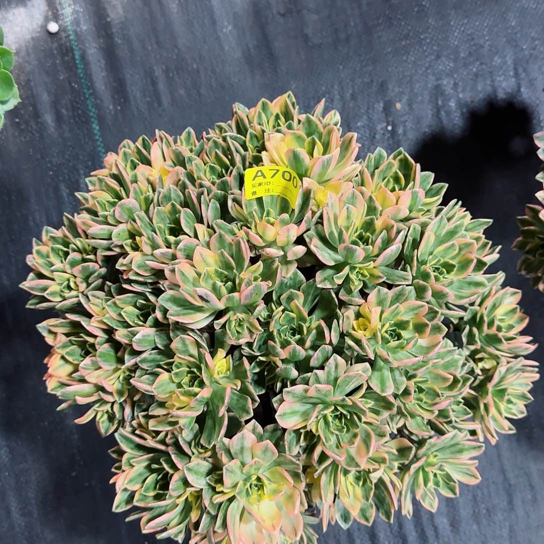 甜茶法师多肉植物700