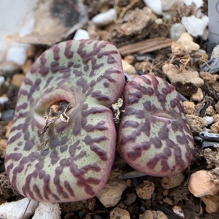 2。18。7002。w c安贞。上播福利