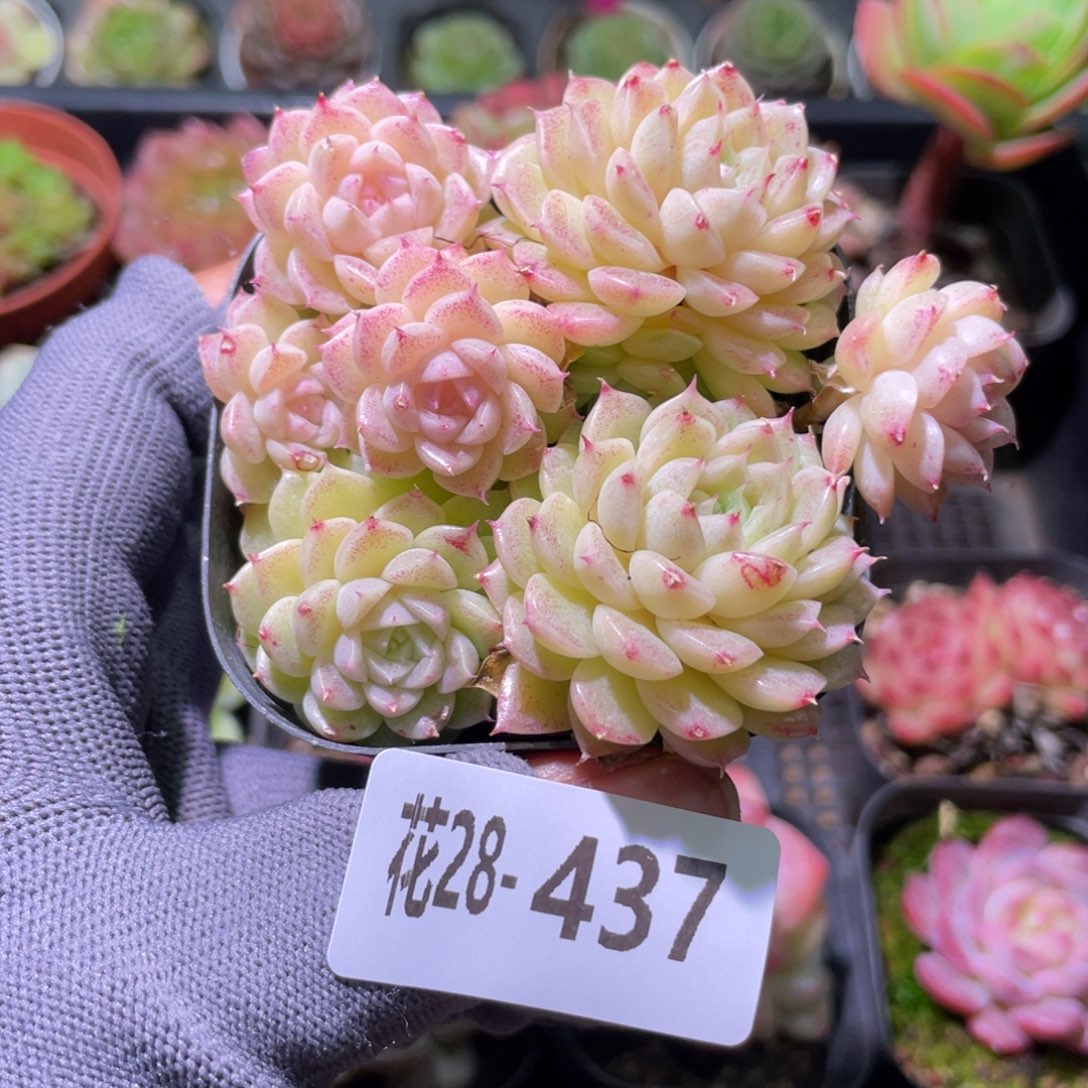 花利美28-437麦秆群