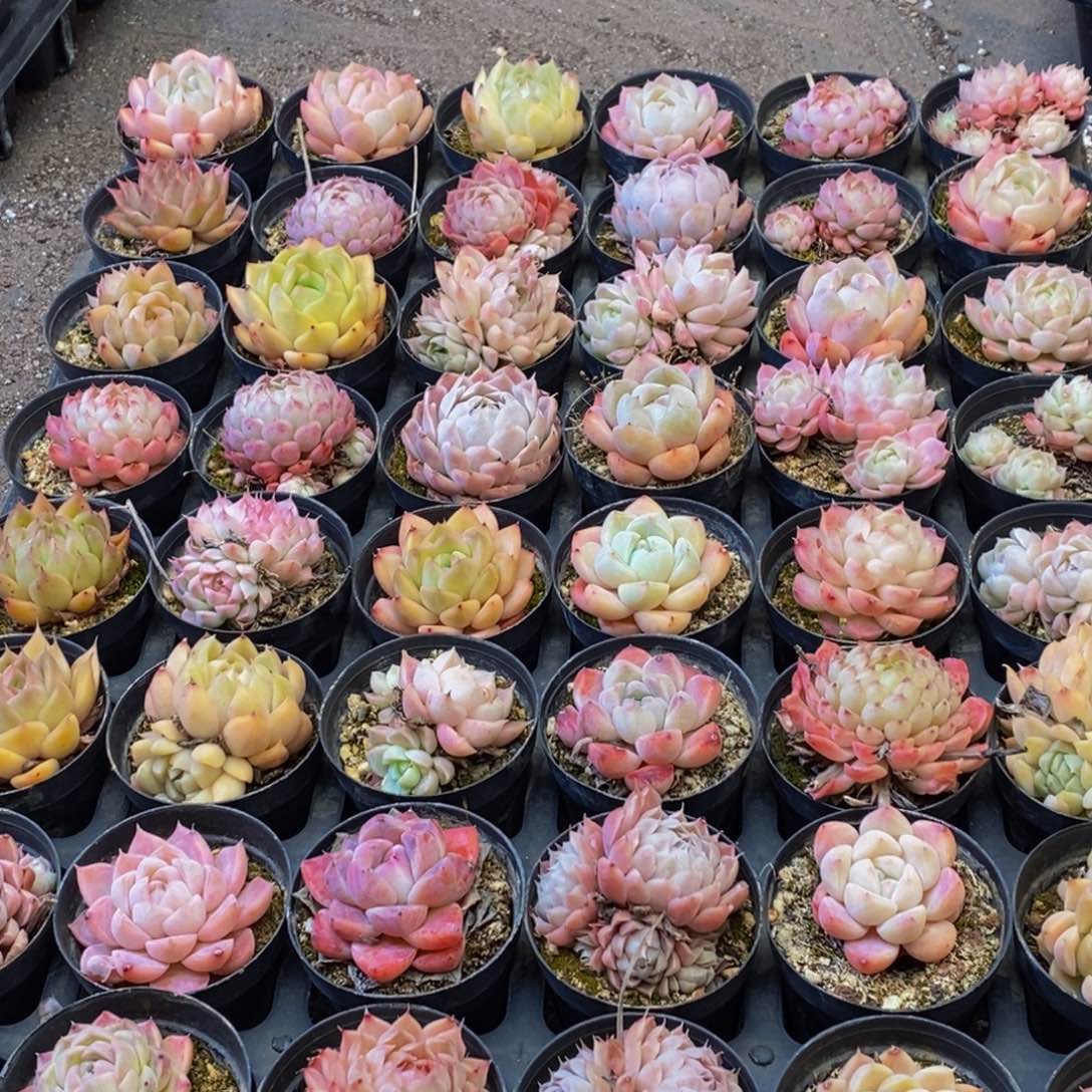 328点人气爆棚的时候