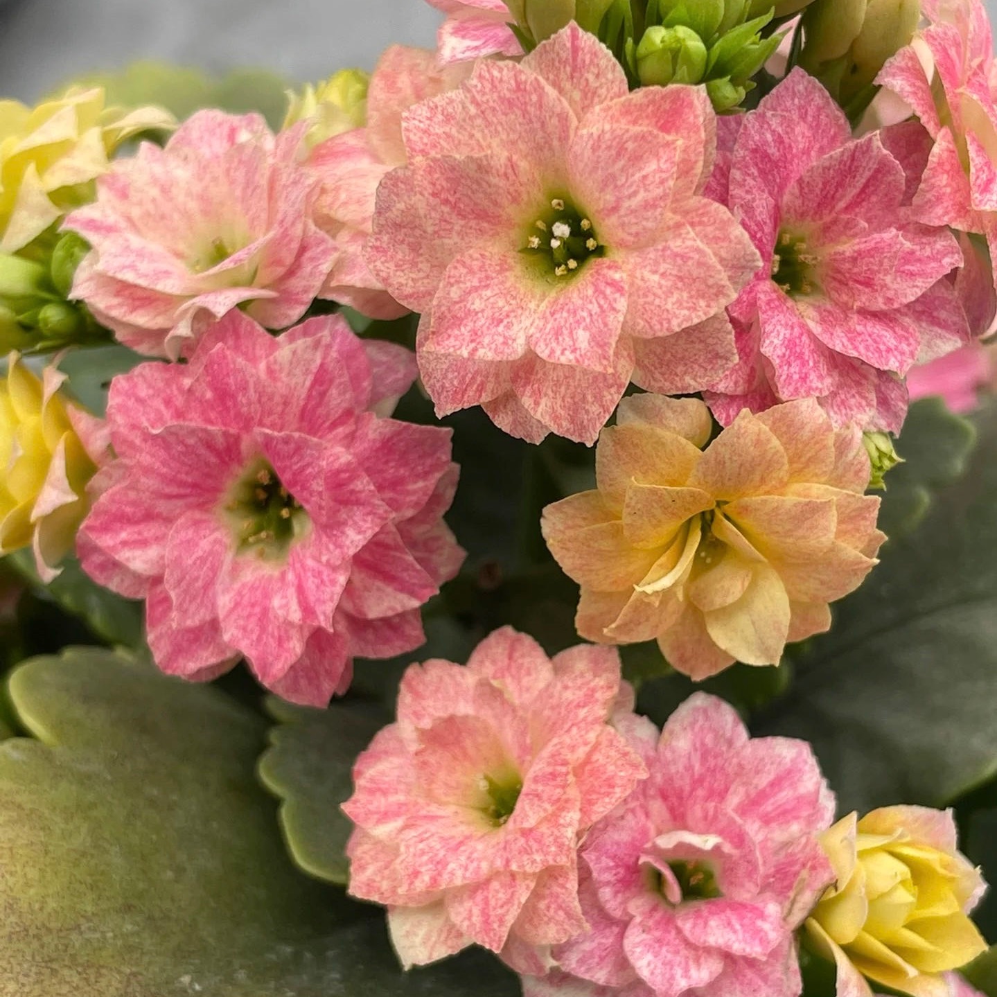 （彩虹糖）120盆长寿 稀有大花变色品种 精品长寿花