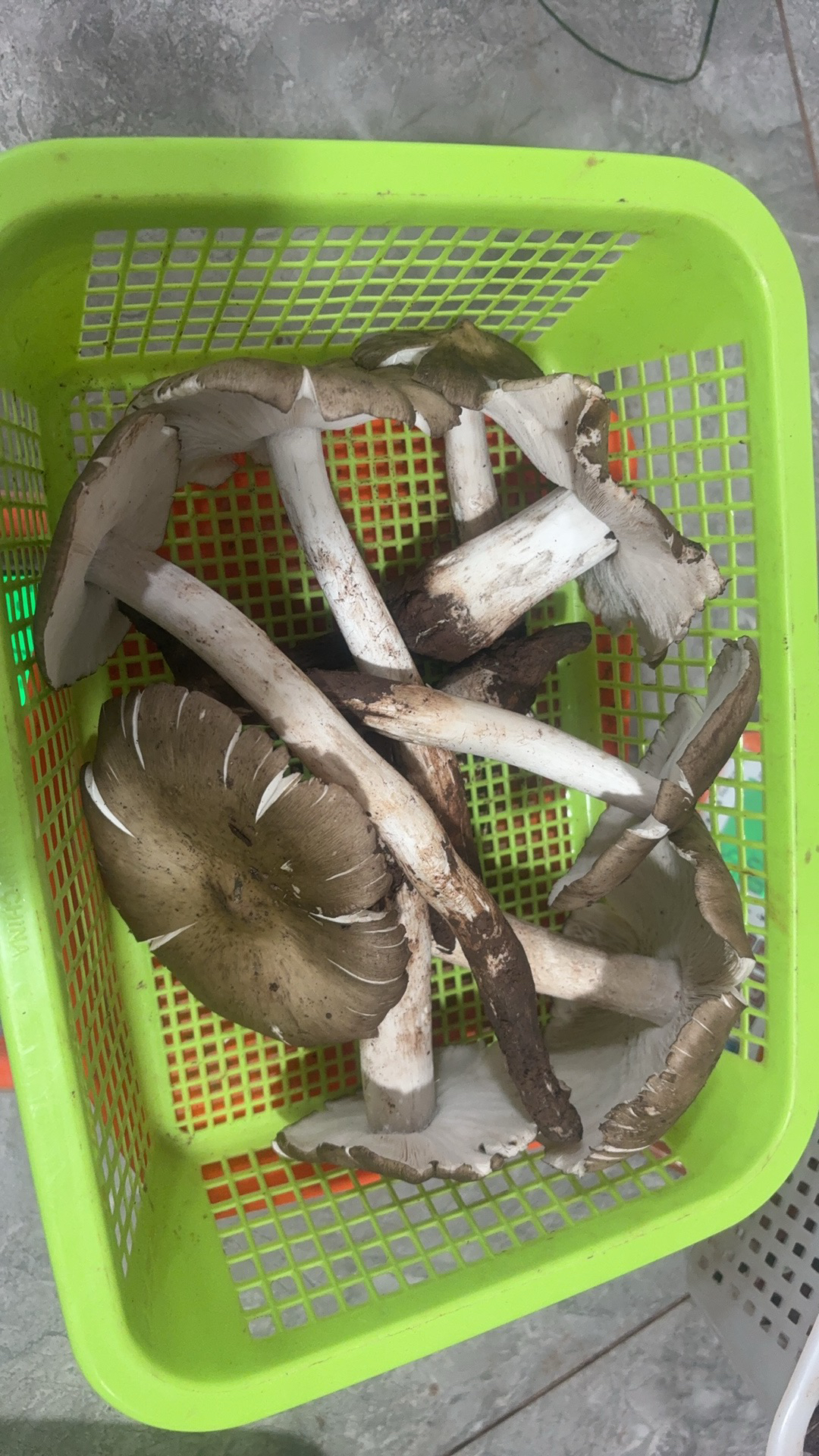 四川斗鸡菇精选开伞野生斗鸡菇(杆伞分离发货)