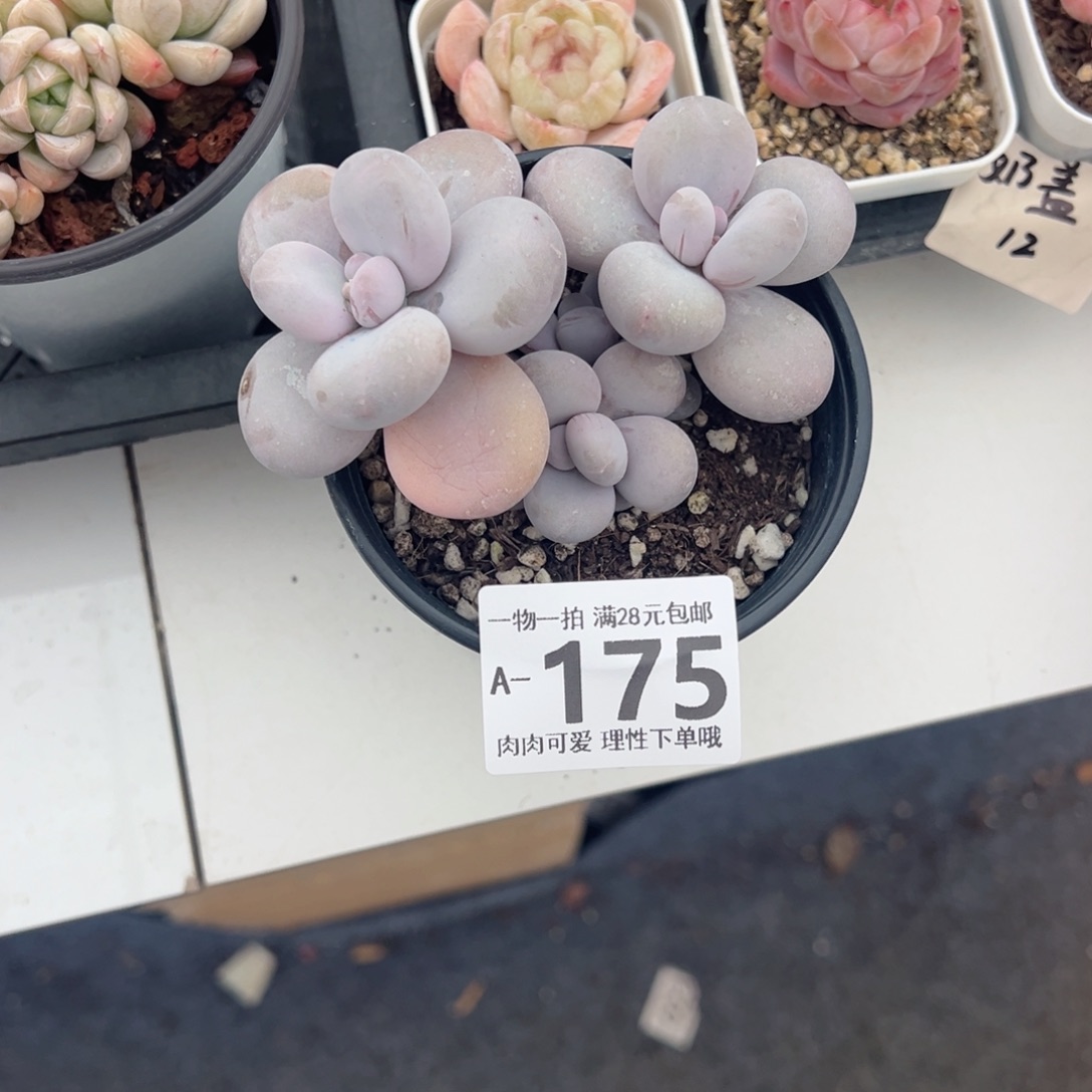 奶酪多肉多肉多肉多肉