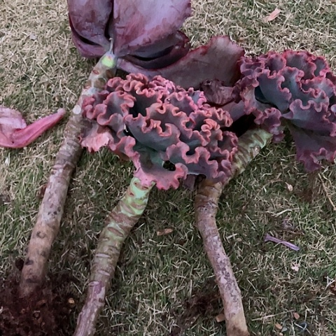 ?**?76 号包菜系列 3 棵