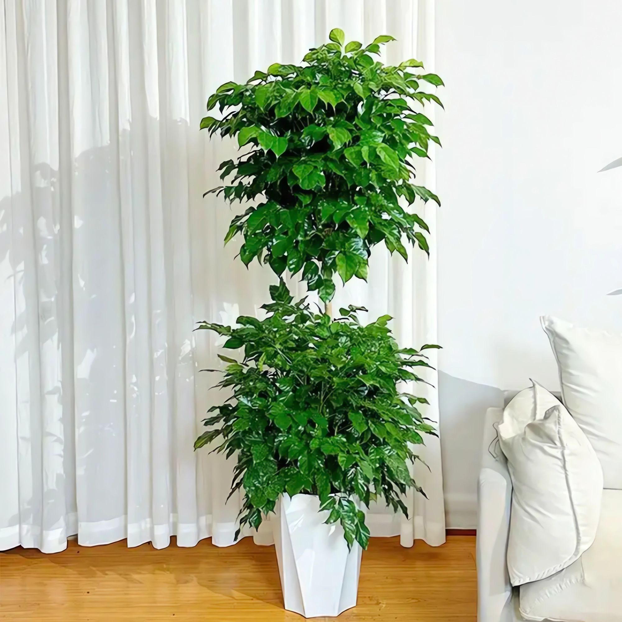 1.5-1.7双层幸福树室内盆栽大型绿植客厅网红绿植绿宝