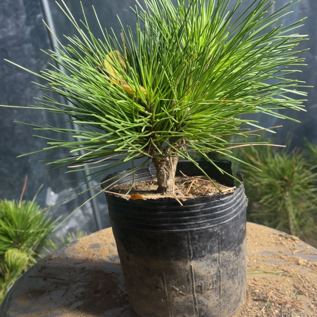 支***锅完全开放一个包邮1包邮