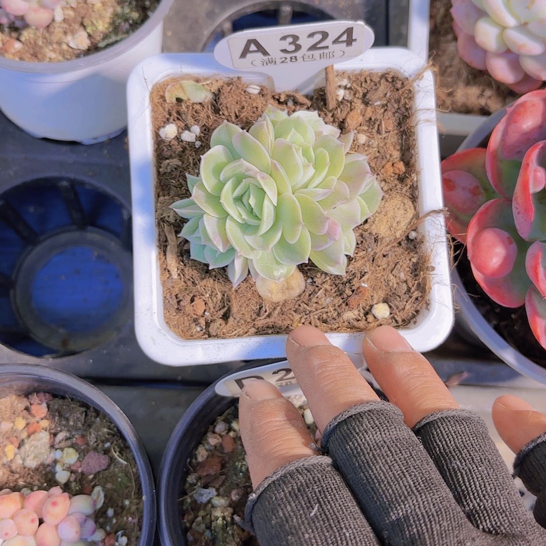 A324昂斯诺锦一物一拍