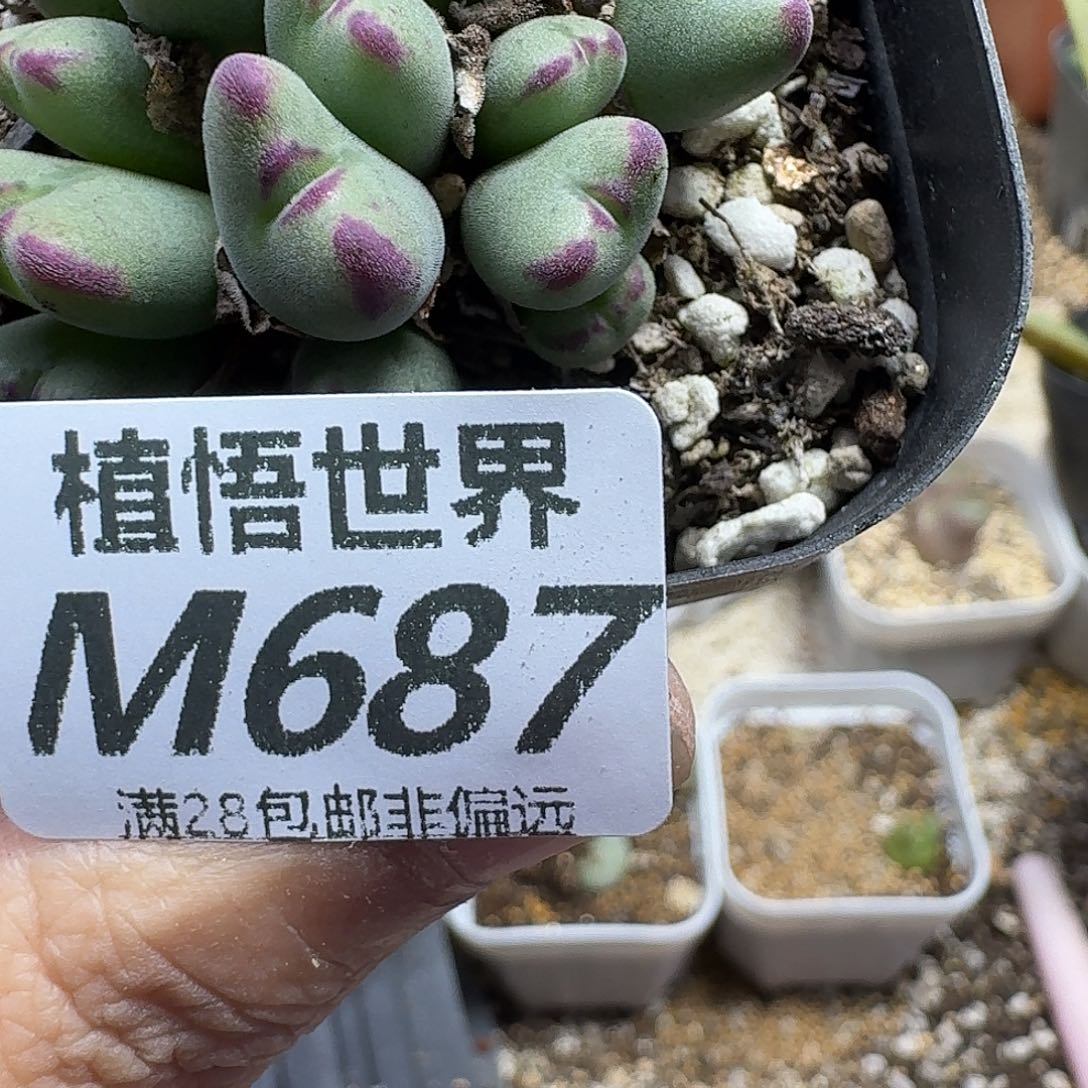 多肉植物的人生gbn