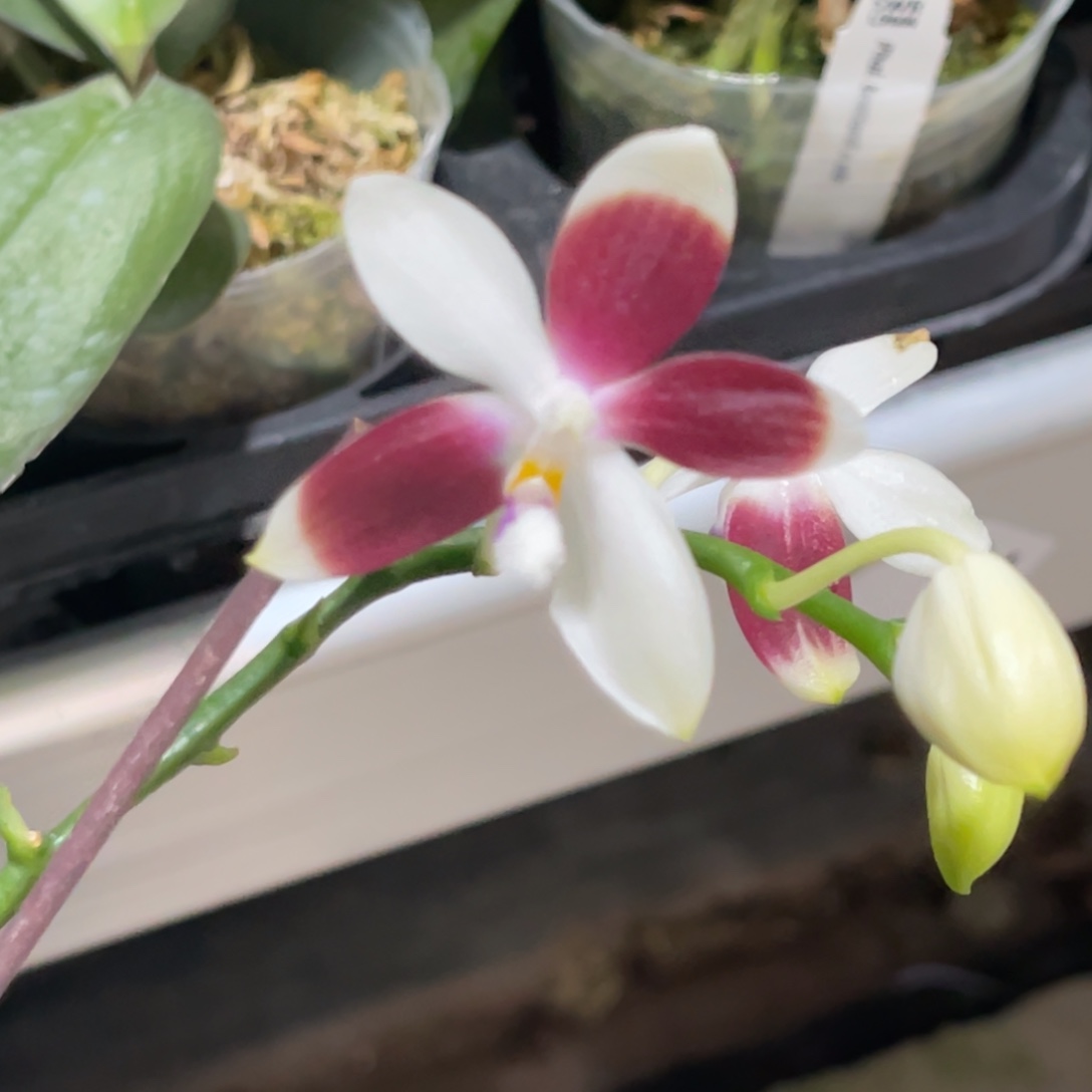 完全开放盾花C1-1821