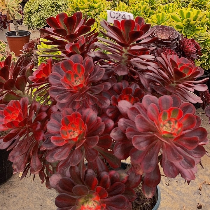 多肉植物香奈儿241