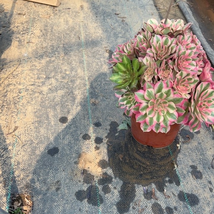 11粉女巫多肉多肉多肉