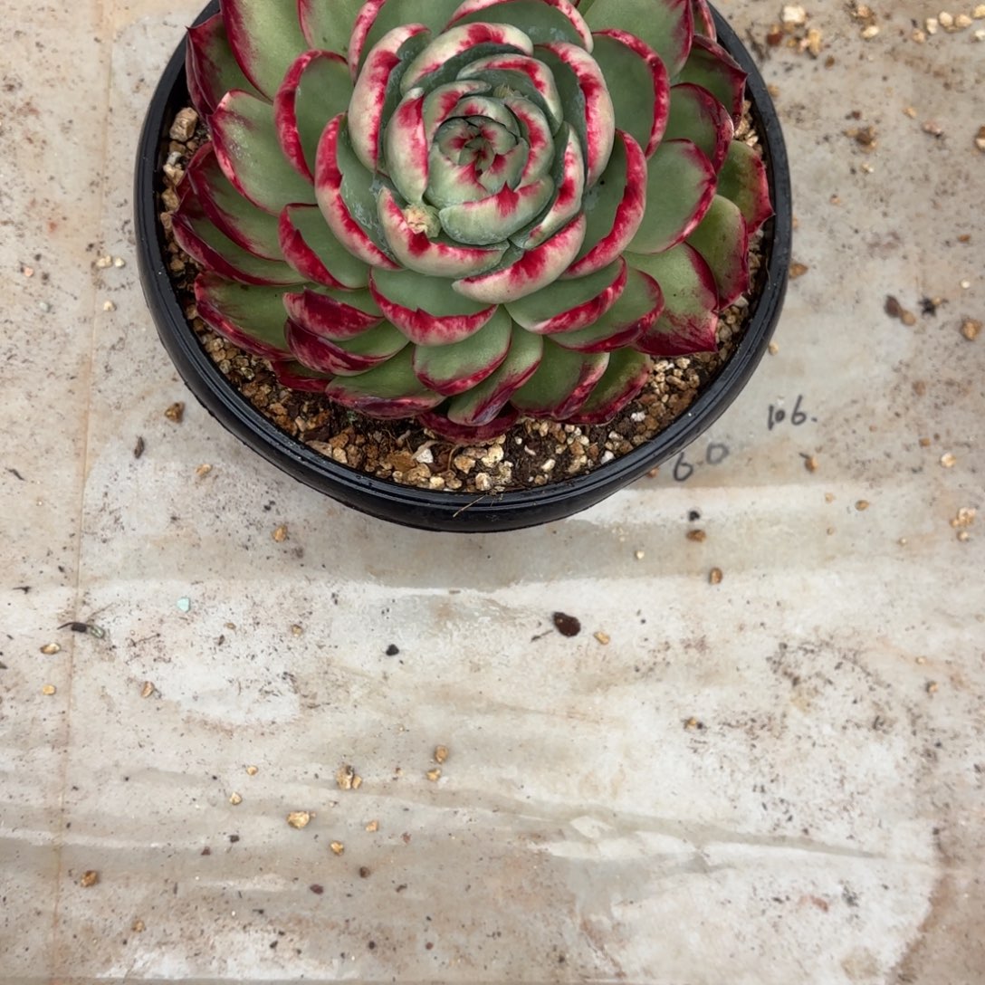 7***妹7妹姐的惊鸿仙子好看