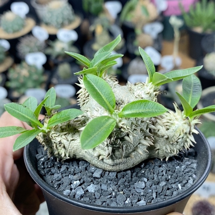 151号实生惠比大黑块根植物8cm
