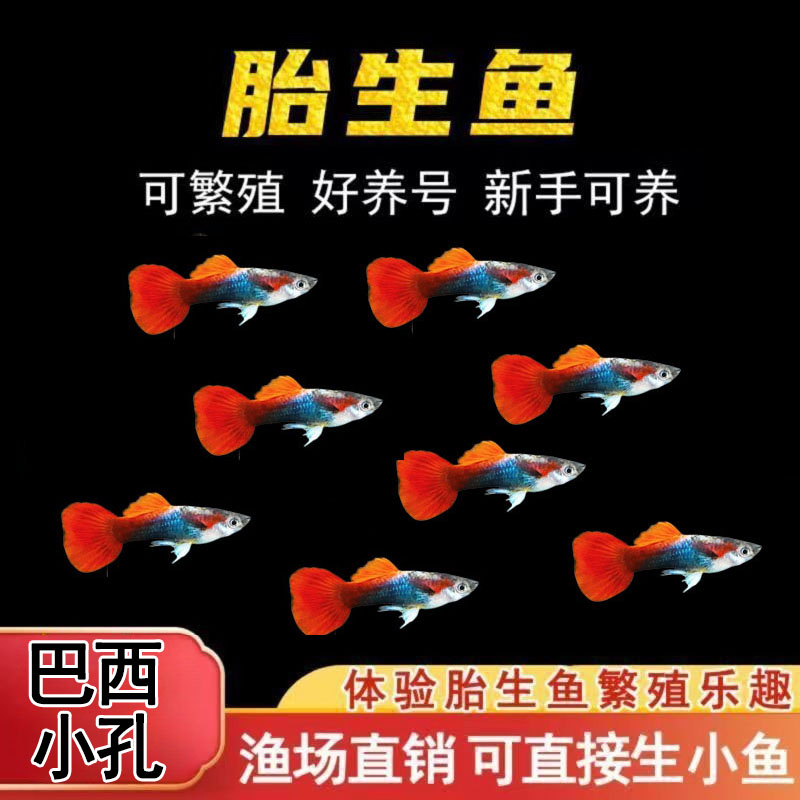 胎生小鱼 杂袍孔雀 可交配新手好养