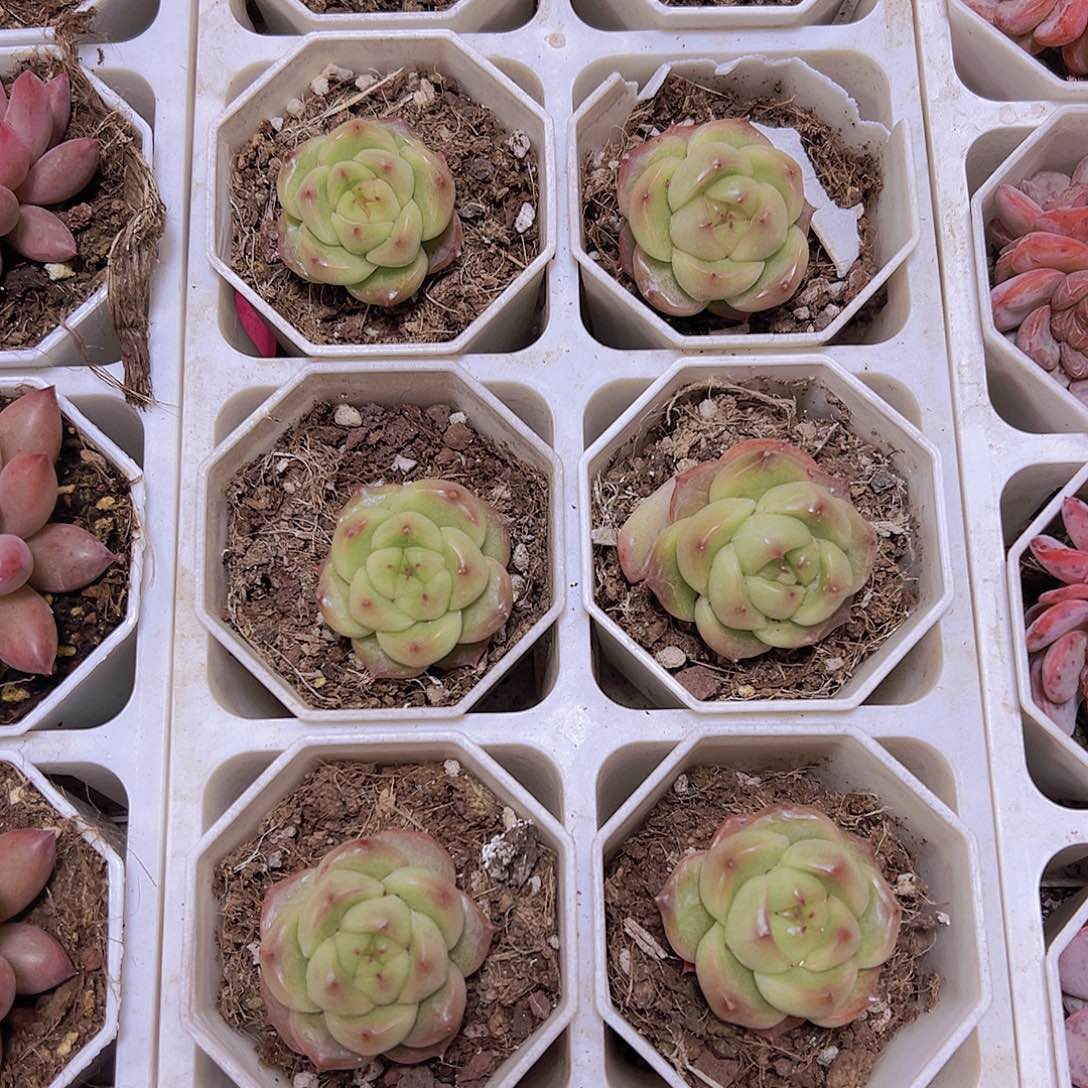 灯泡珍妮19包邮多肉