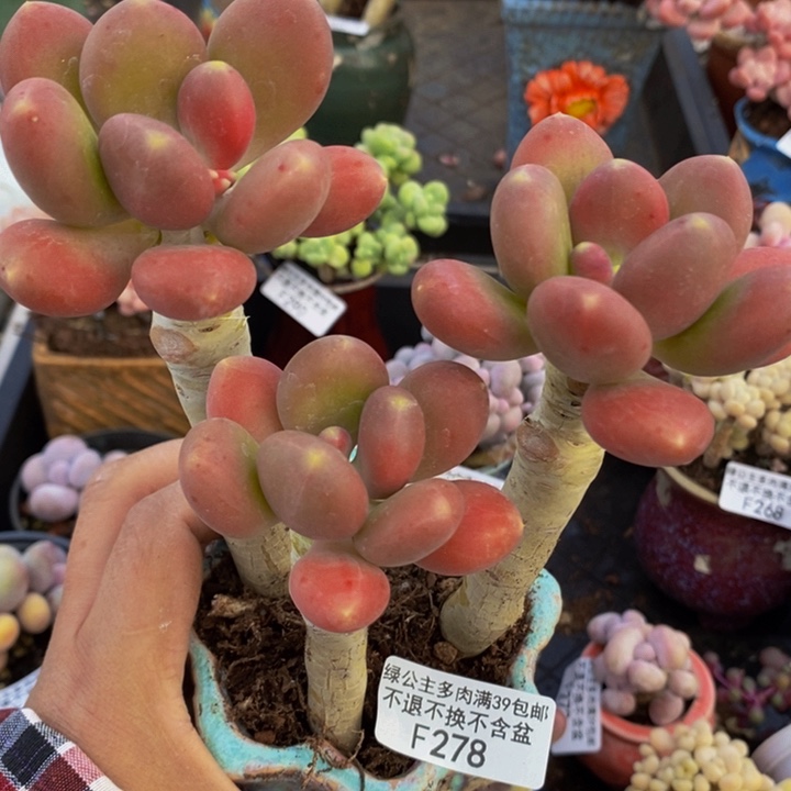 芒果奶金蝉老桩278多肉植物