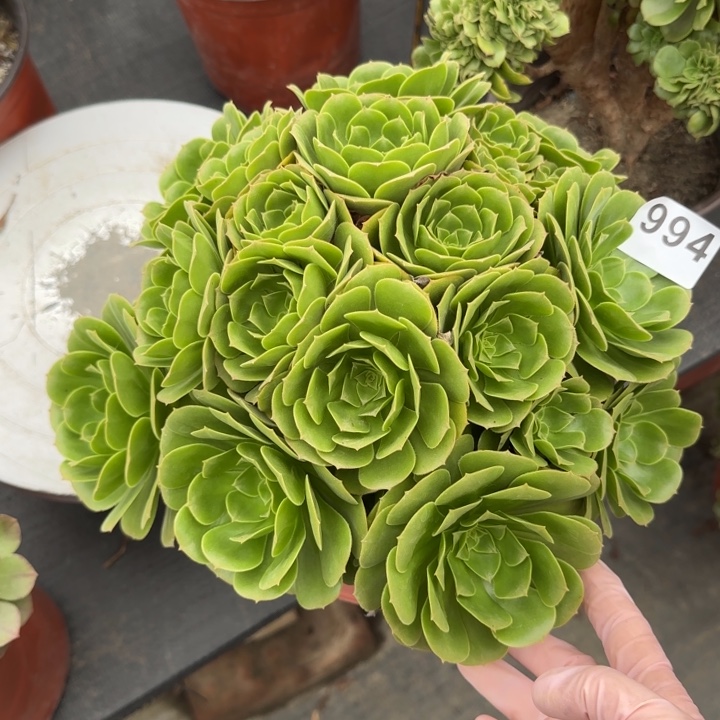 安***生多肉植物绿朵朵994