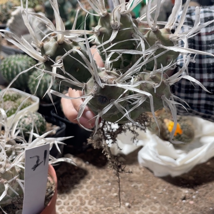 半***糖萝卜根纸刺武藏野