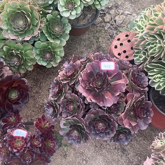 多肉植物荷兰43号不包损