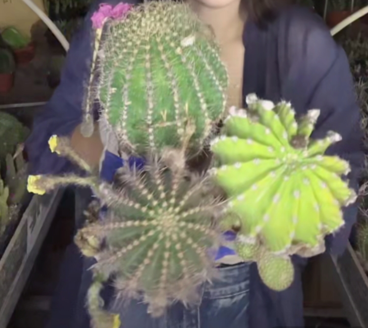 二妹园艺【 3颗 大号彩草  实生根 】【冠幅保10公分起】脱土随机发货