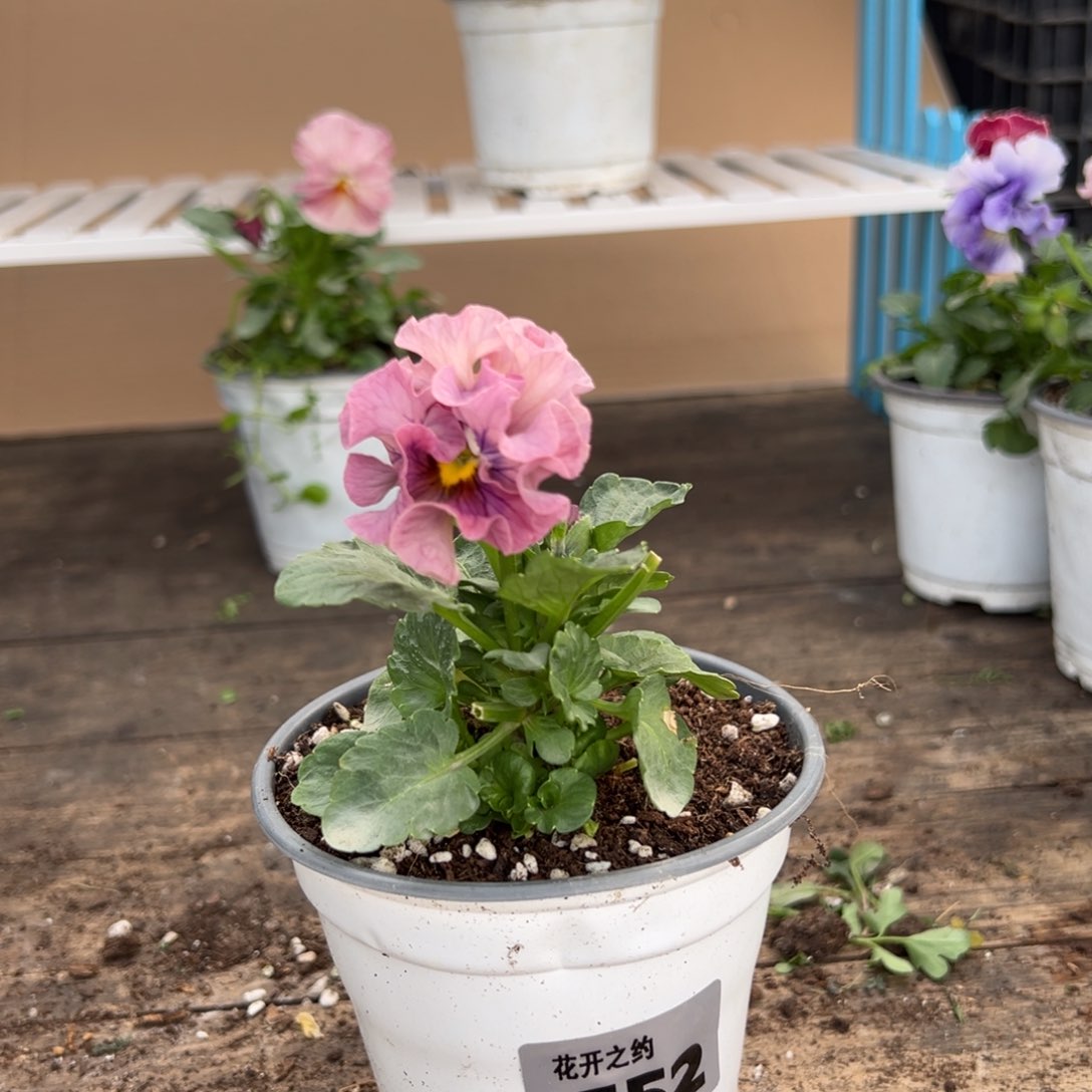 【闪购商品】完全开放352号