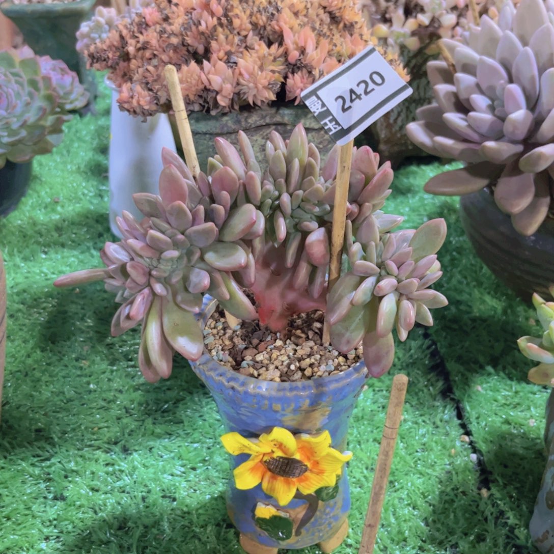 桃花源缀多肉植物2420