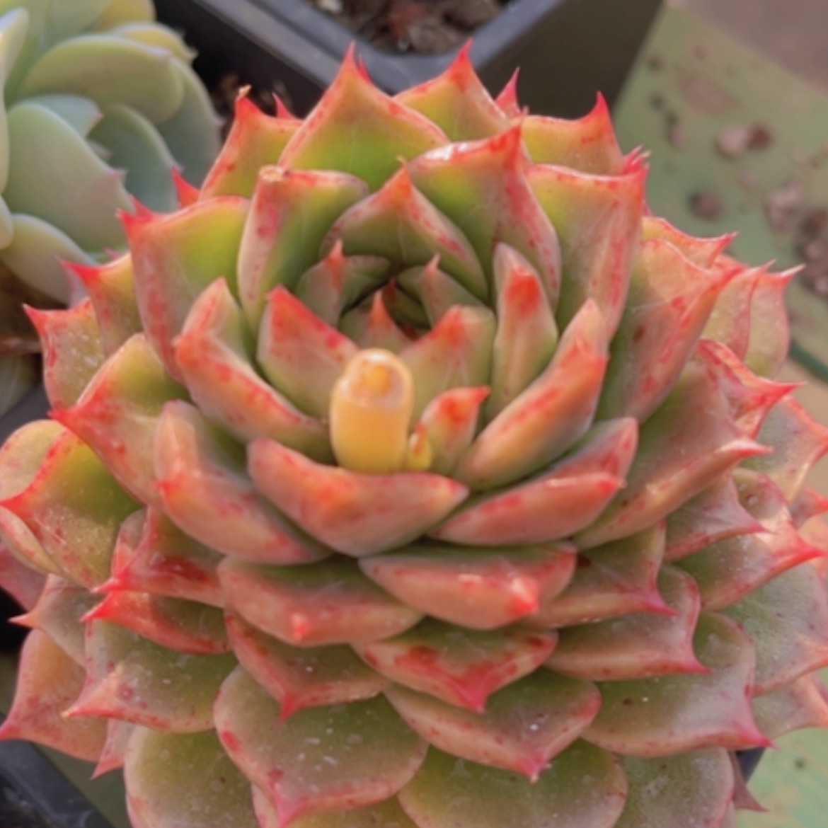 【闪购商品】东云杂22199