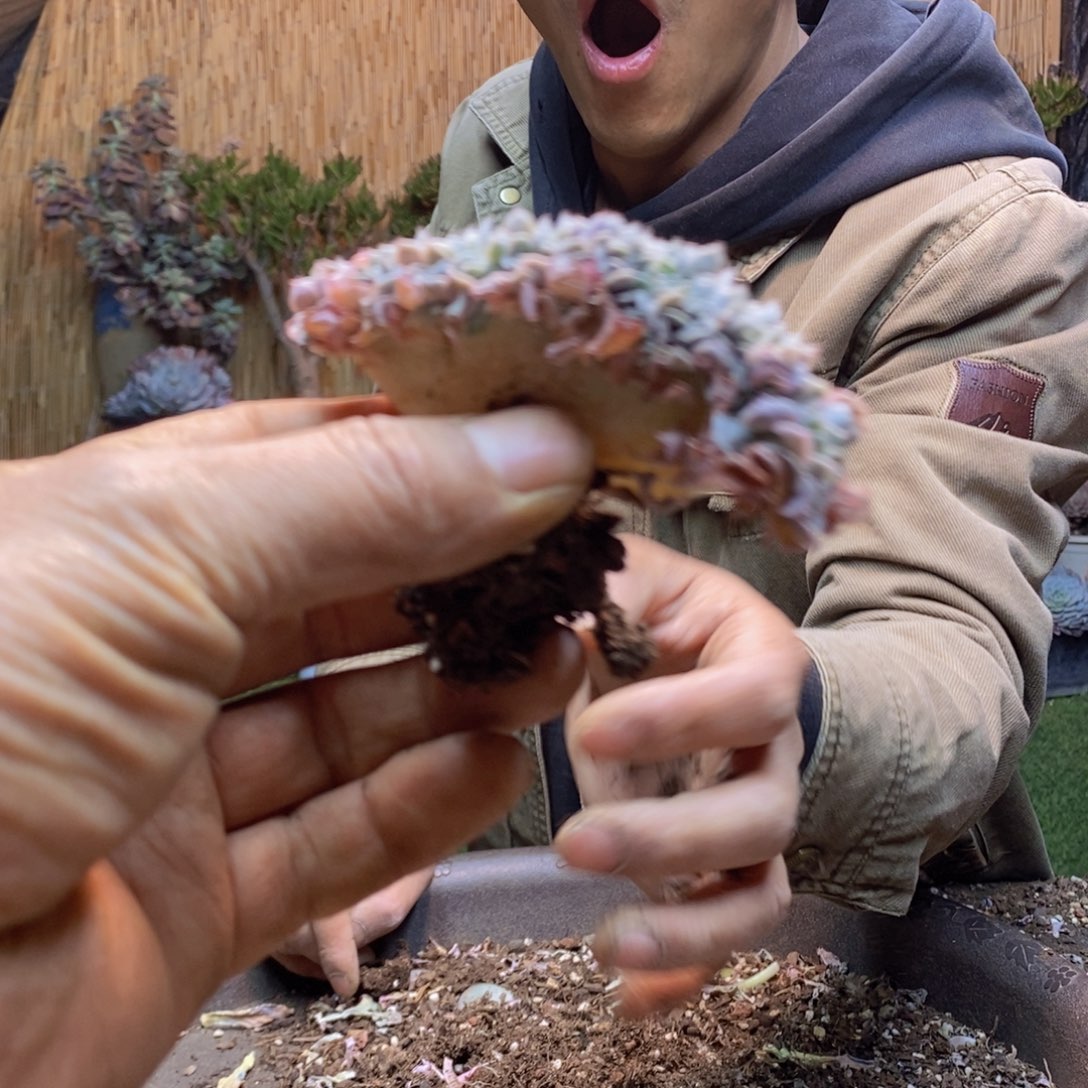 初*見D162号天赐缀多肉