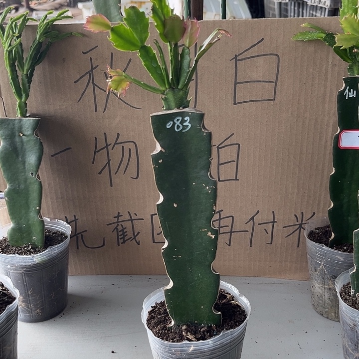 梦***.当前无花朵，栽培后可花朵083