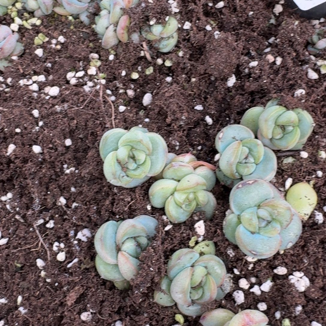 6-24皮艾拉珍妮特殊种小苗十棵量拍发货6-24