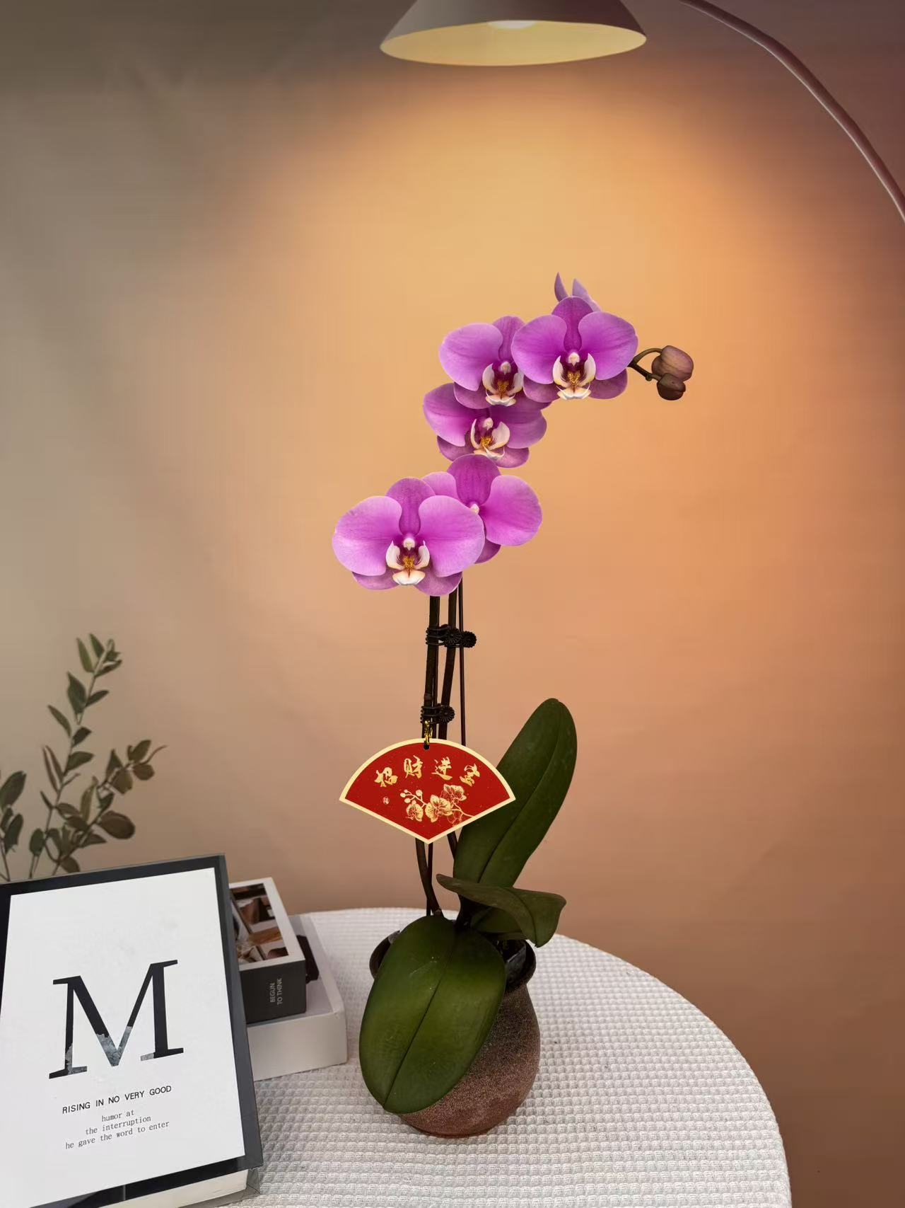 蝴蝶兰《安娜》粉紫花瓣裹着「吉祥」的花花桌面花卉(预售品介意勿拍)