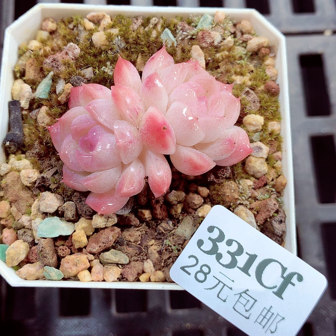 5厘米盆精控多肉331