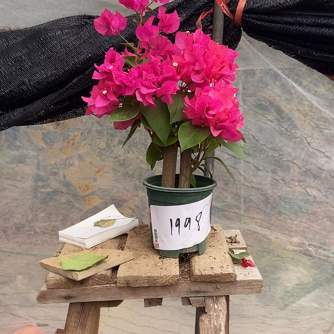 ****️完全开放你的三角梅444