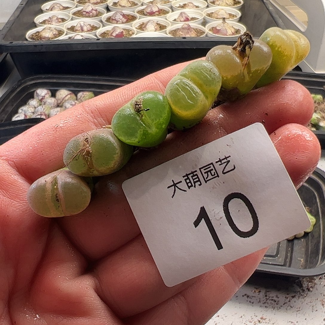 一物一拍。         10