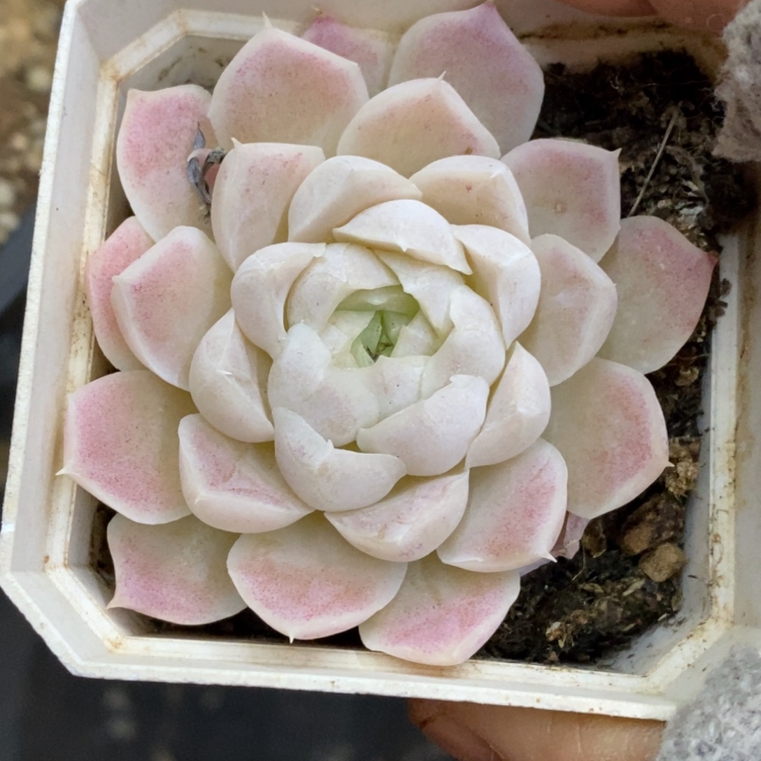 精品多肉一物一拍不包整221