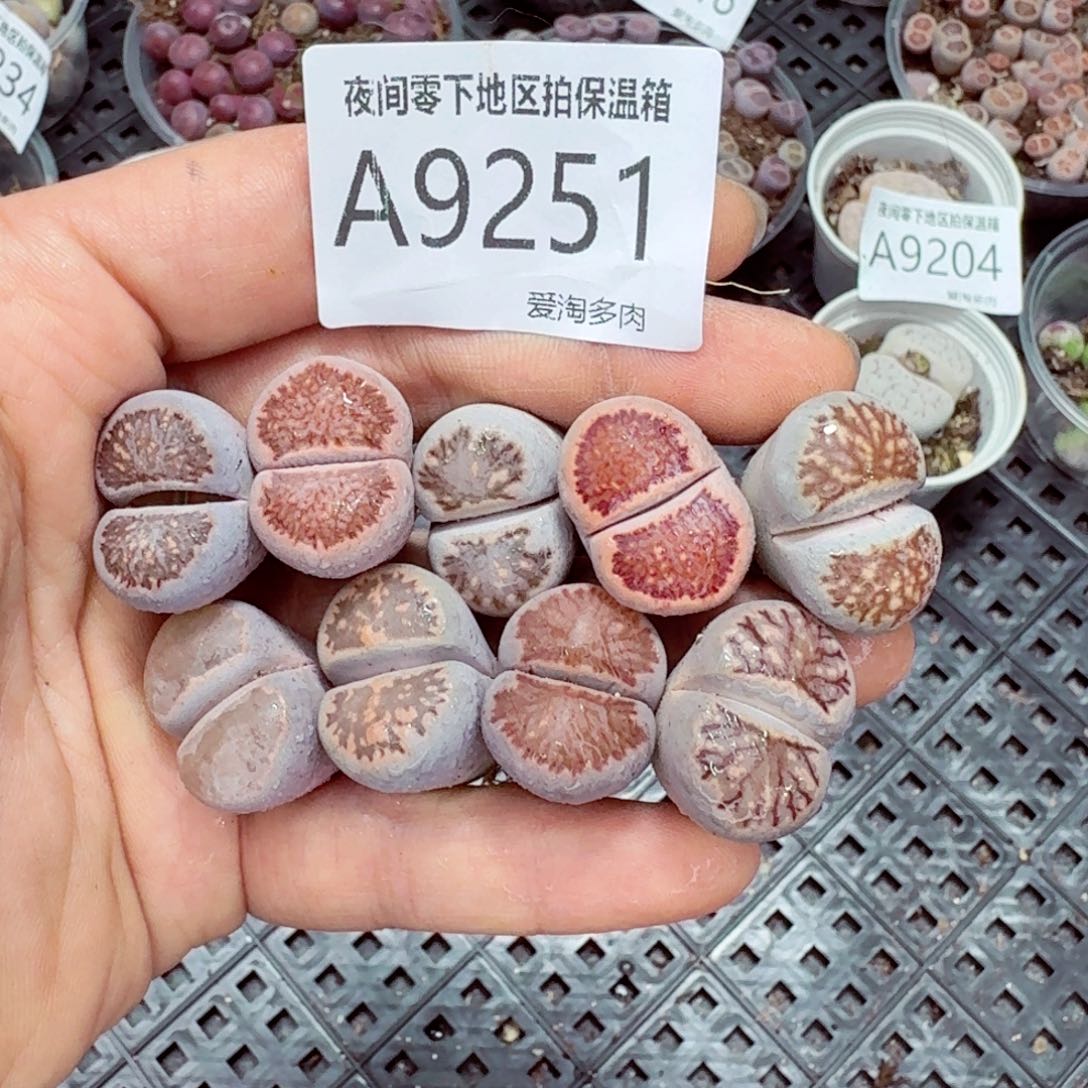 9251––零下地区需拍保温箱