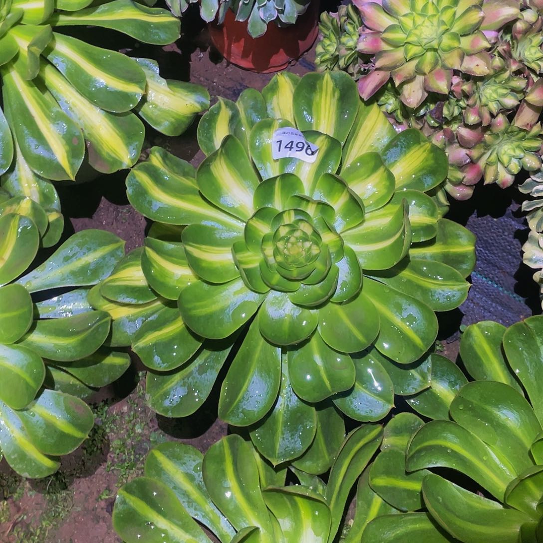 1496暴君多肉植物