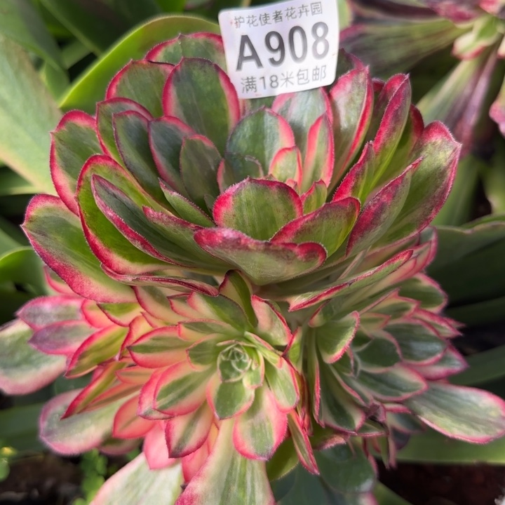 多肉法师淘宝福利