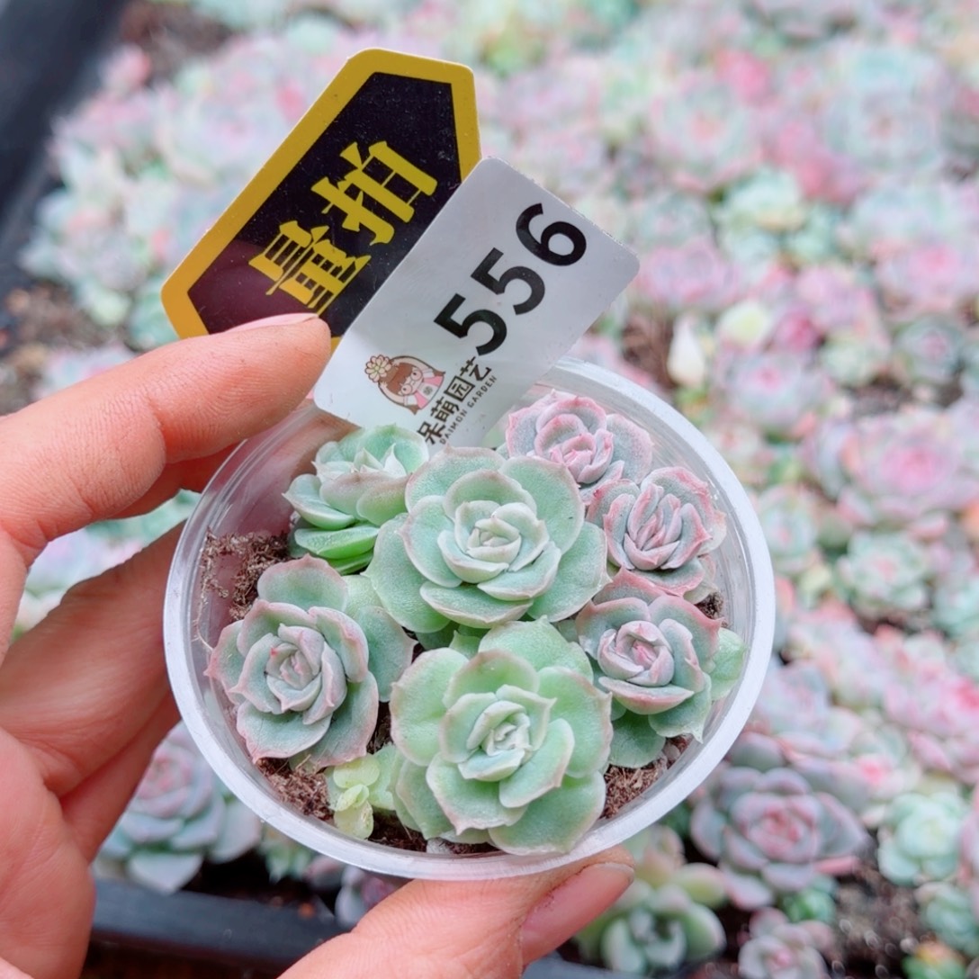 多肉植物多肉植物